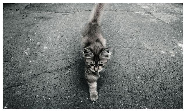 为什么有的猫咪不会打呼噜 10ff8c754f2147ab89cf8a7c74935085.jpeg
