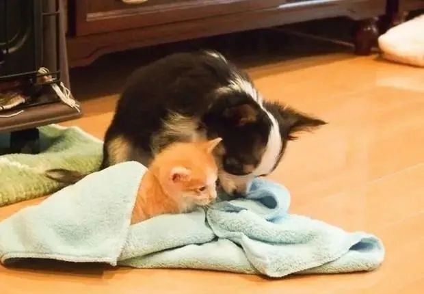 溫柔吉娃娃哥哥將小貓收養後，卻有了意想不到的轉變 寵物 第1張