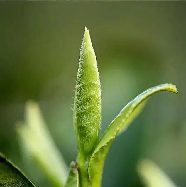 头春茶越早越好吗