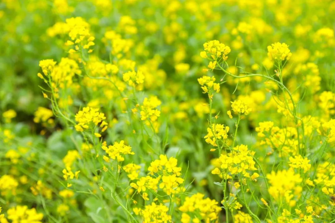 ￥19.9抢!2大1小看油菜花海怒放!加1蚊可多一人入园!