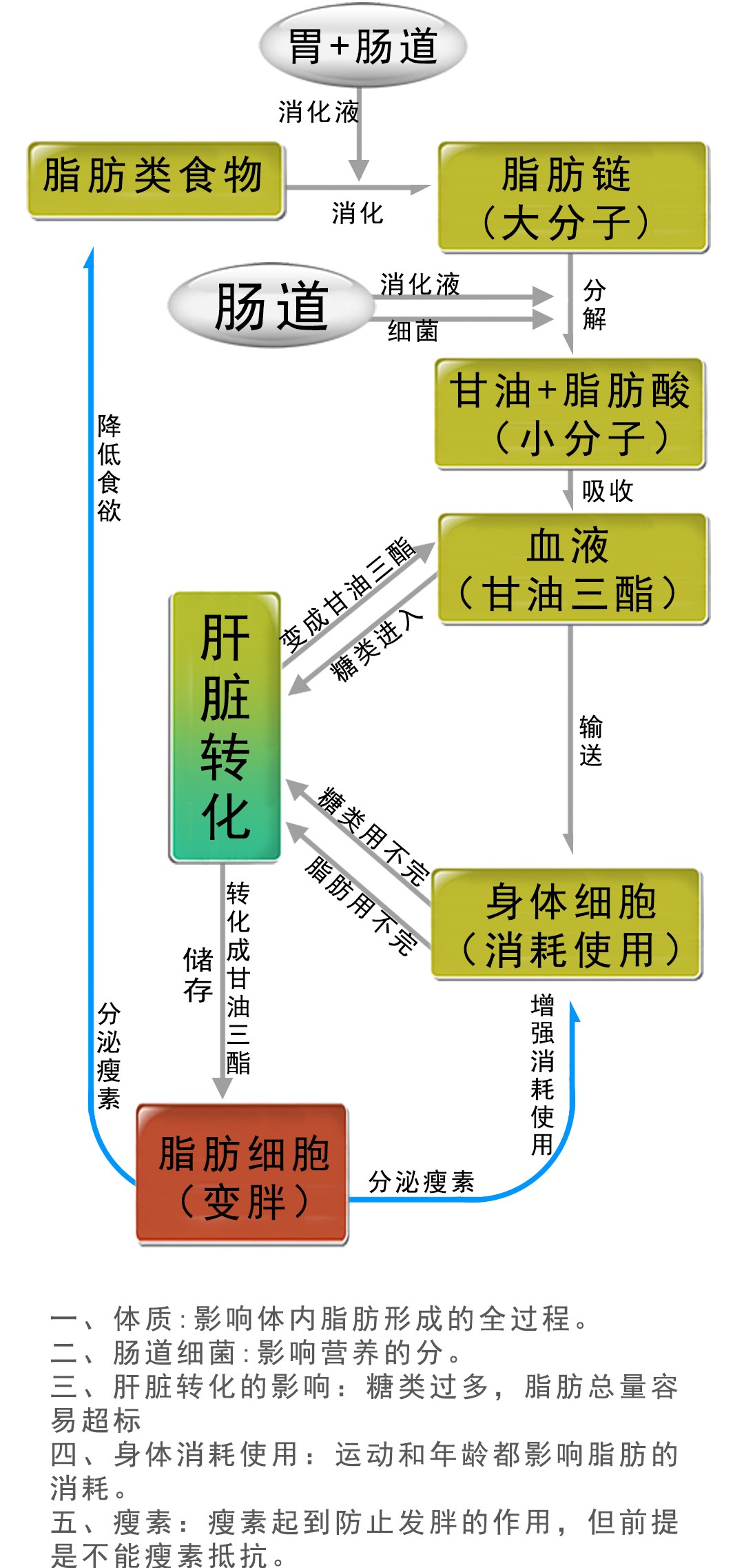 各血型人口比例_人口普查数据公布后,我决定在佛山买房(3)