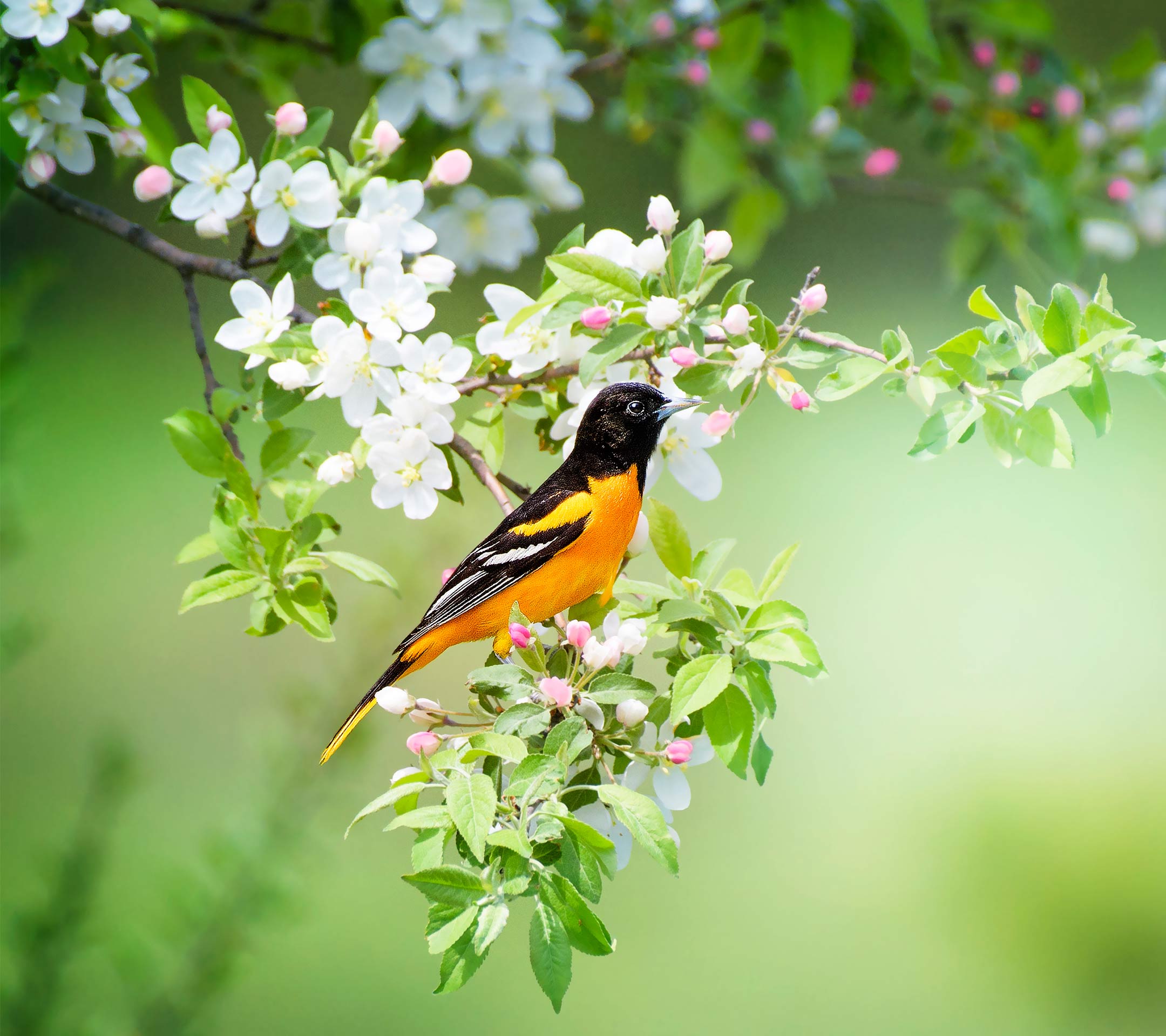 鸟语花香充满春天的气息
