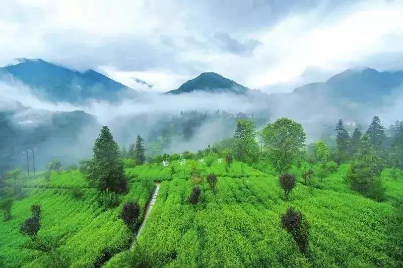 漫步马边,茶园绵延, 茶香四溢,茶农忙碌.