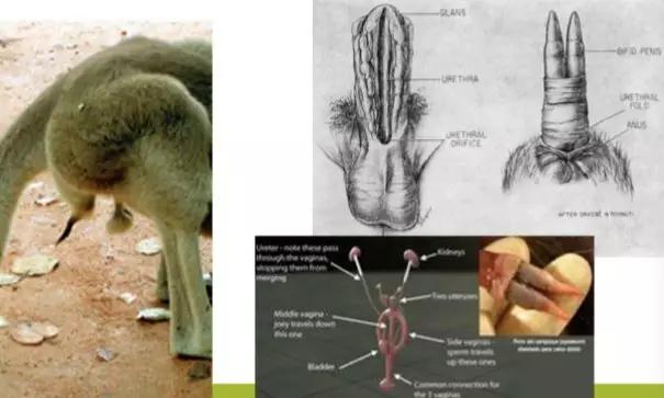 袋鼠的雌性生殖系统,a 卵巢;b,c 子宫;g 阴道;h 泌尿,生殖口,图源
