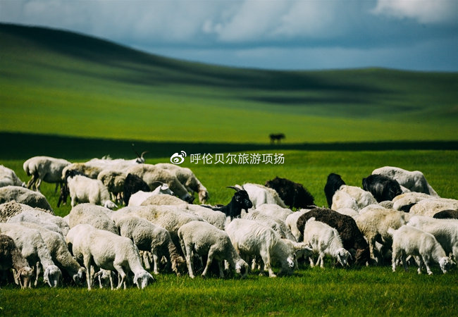 绿色的草原和蹦跶的羊和马才是这片土地的草原.