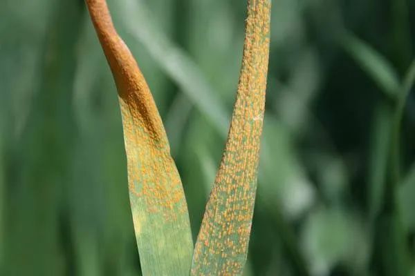 病虫害科普丨小麦条锈病的危害与防治