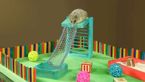 开心一刻：仓鼠的生活条件真好啊，还有属于自己的滑梯呢。_段子
