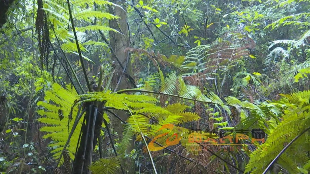 武江区天子岭发现这种植物!它和恐龙同时代?