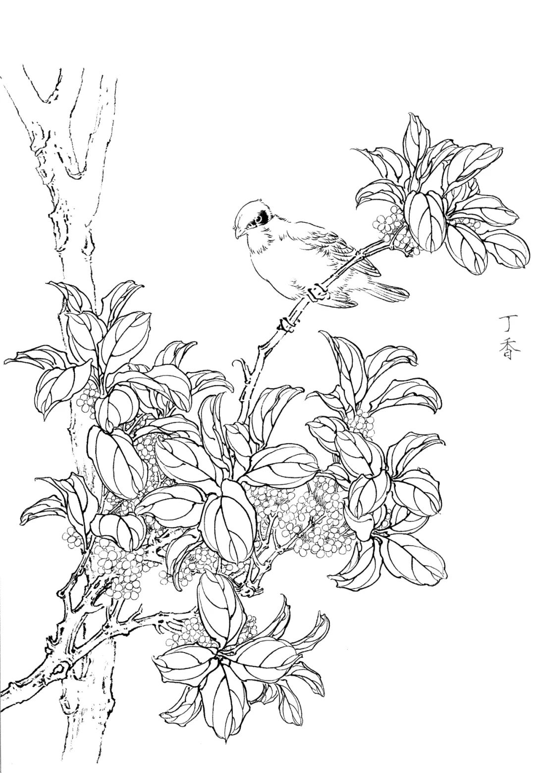 超高清工笔白描花鸟图