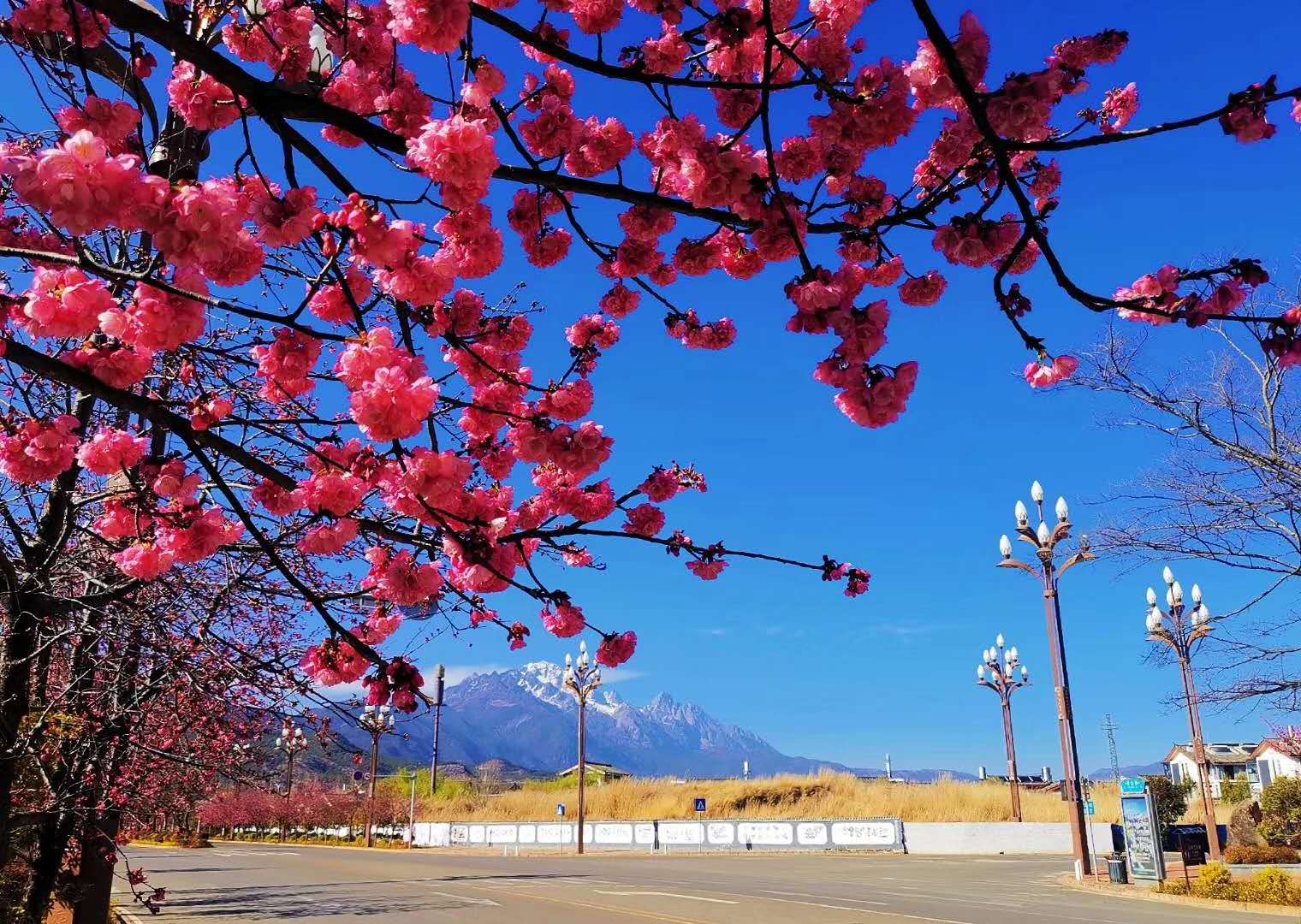 1/ 12 丽江雪山路的樱花大道,樱花朵朵盛开.