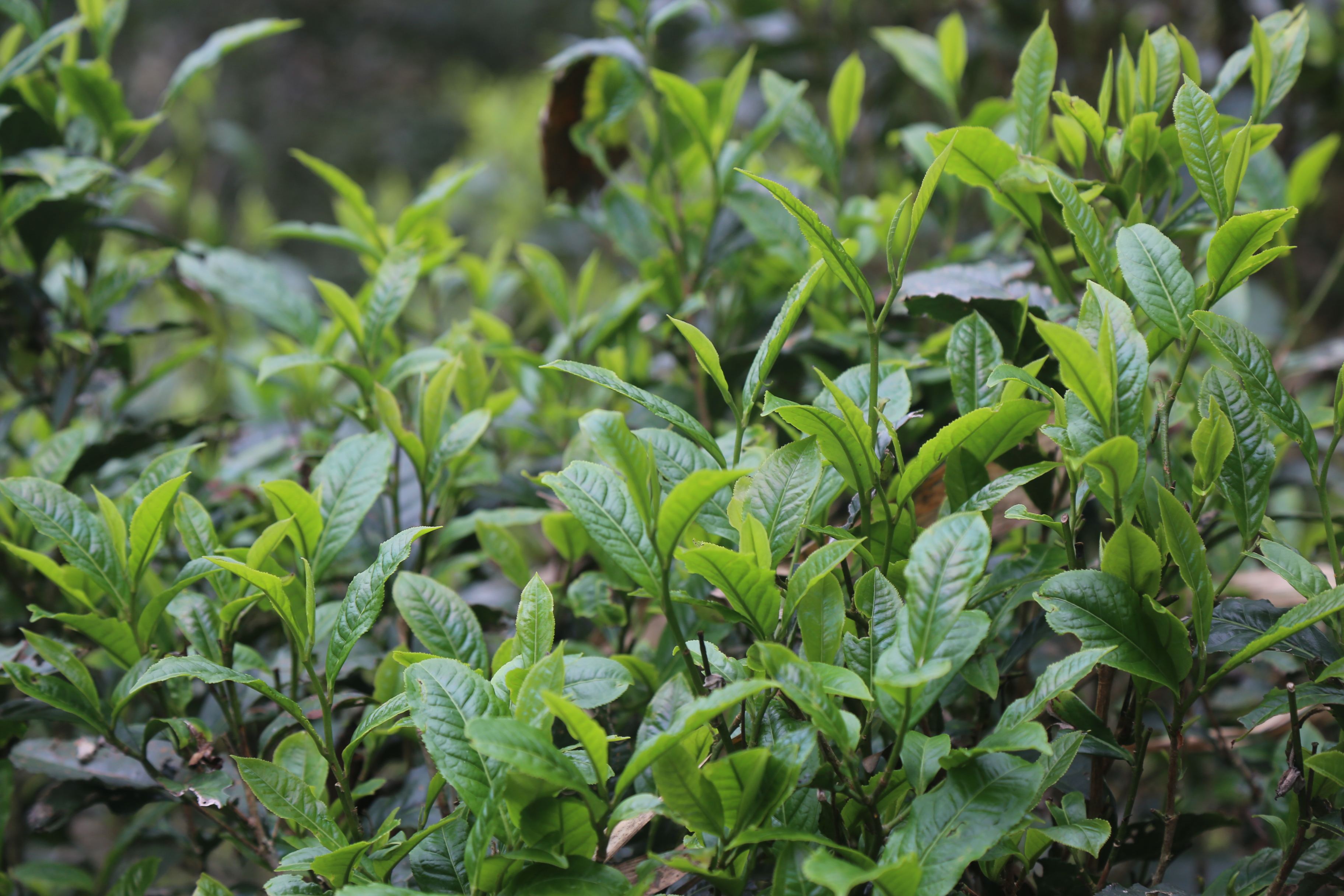 春茶还分头春茶,明前茶,雨前茶,雨后茶