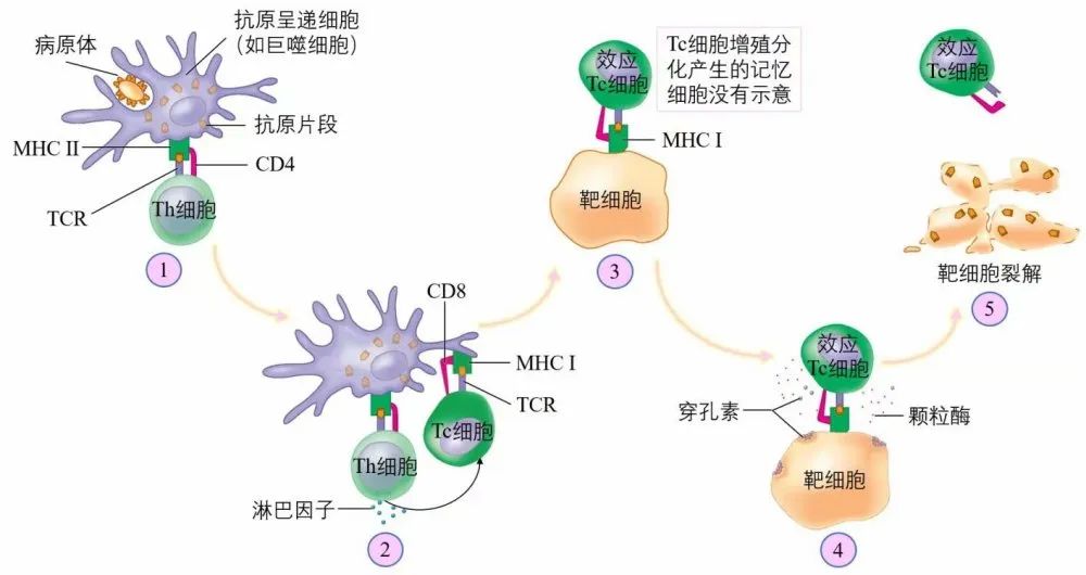 具体过程如下图:  免疫系统迅速响应,可以及时清除病毒,使我们的细胞