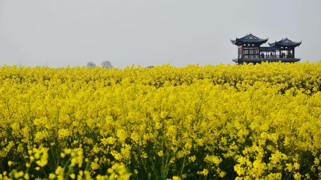 春天下饭神器，就是田间的它