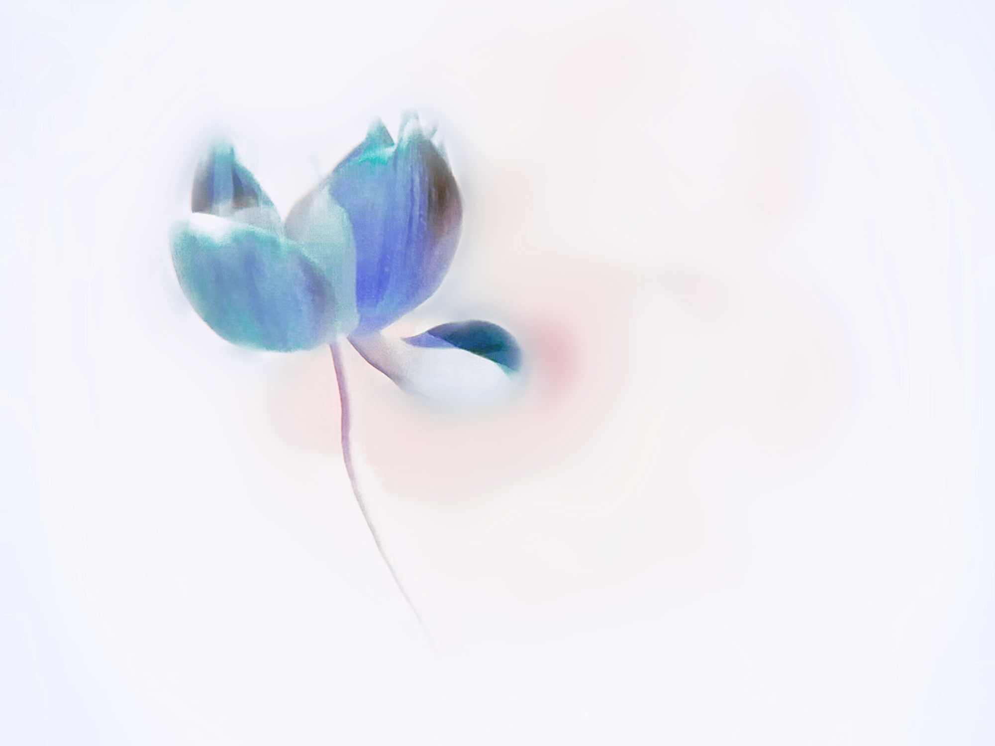 海子与住在“最底层”高高在上的鹅毛诗人唐国明