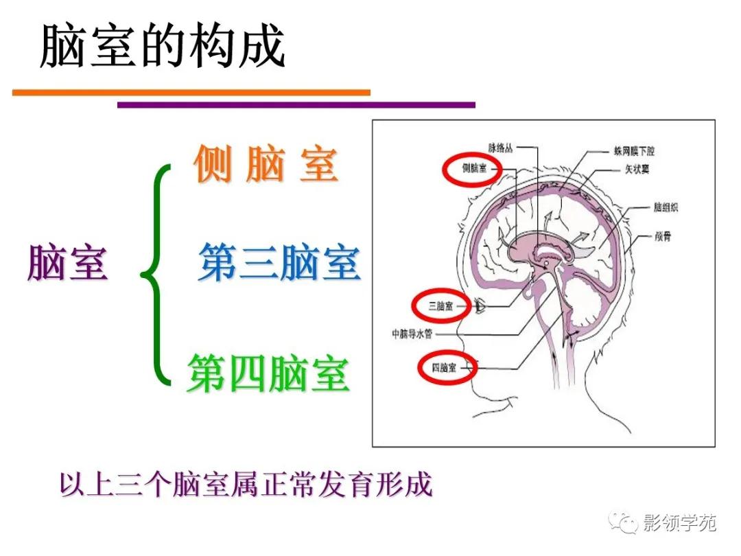 解剖&影像 | 脑室系统及脑脊液循环 这么详细的幻灯真