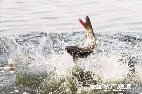 如何养好花白鲢 66d0eb6a64314da7af25fa61d785ad73.jpeg
