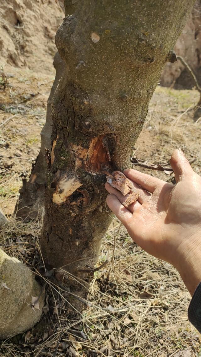 花椒树死了啥原因椒农经验分享