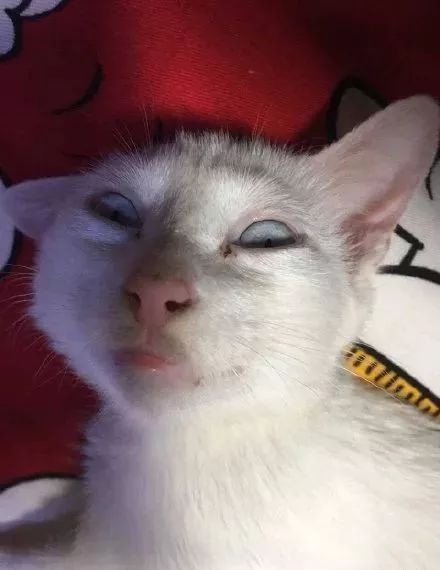 猫丑不怕巷子深,完美诠释丑的猫咪来了