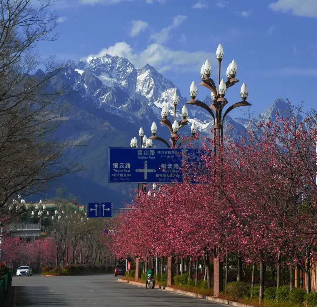 1/ 12 丽江雪山路的樱花大道,樱花朵朵盛开.