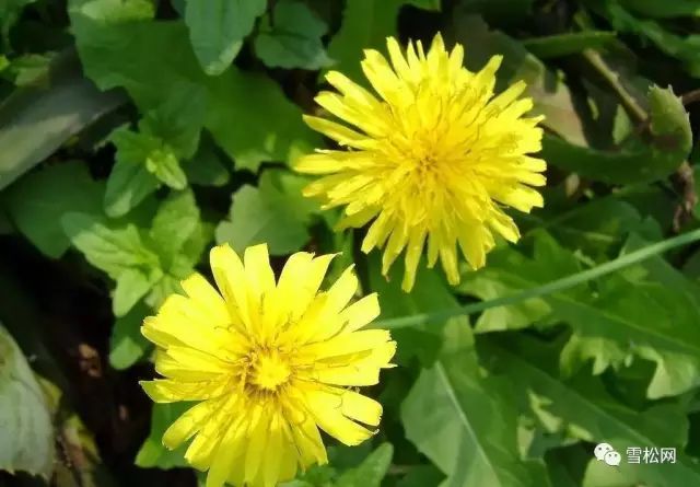 婆婆丁功效 8b3c9c5afa6a4ac1a5c1f6159574a1d5.jpeg