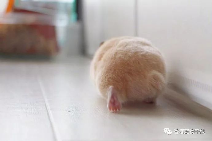 仓鼠的尾巴为什么那么短