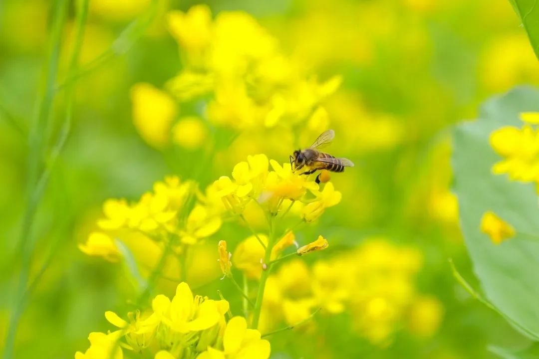 ￥19.9抢!2大1小看油菜花海怒放!加1蚊可多一人入园!