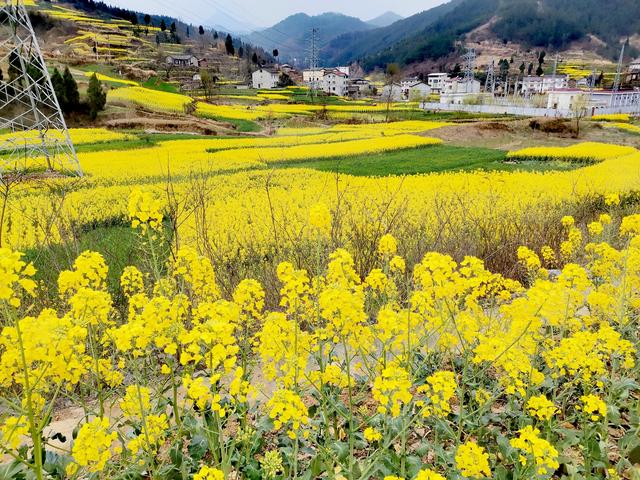 四川广元:万亩油菜花盛开,一地金黄让人心醉,景色美极