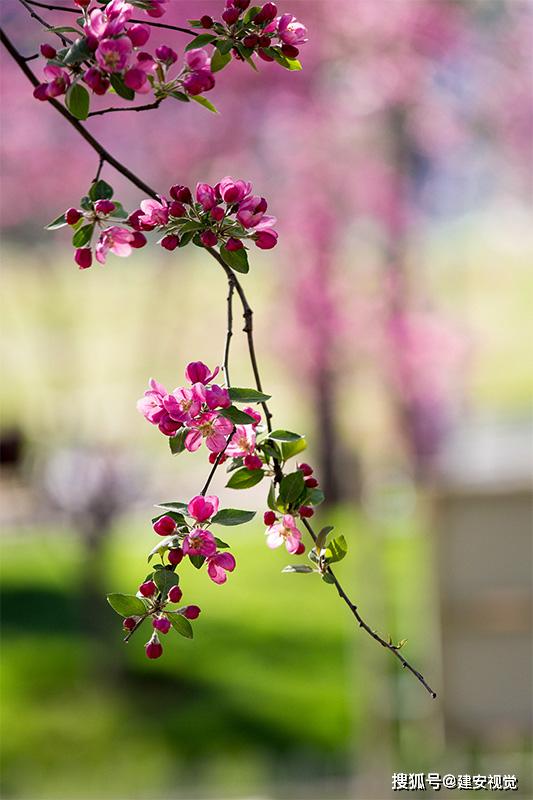 观花什么成语_走马观花成语配图