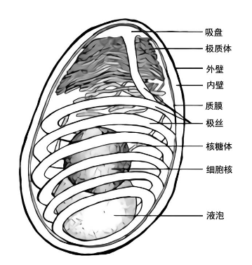 虾肝肠胞虫的结构模式图(引自franzen等)虾类真菌病防控措施【预防