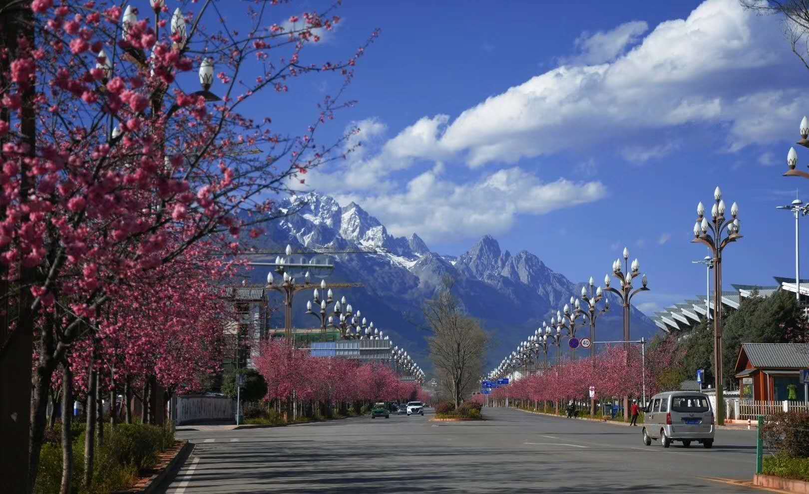 1/ 12 丽江雪山路的樱花大道,樱花朵朵盛开.