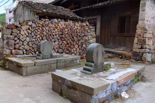 温州永嘉古村之千年白泉清冽甘甜400年古杏枝繁叶茂