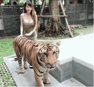 搞笑GIF：谁说老虎的屁股摸不得，只是挑人_段子