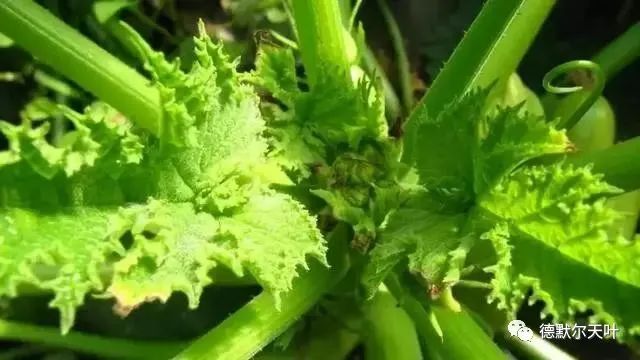 作物缺钙危害不容小视,缺钙症状图谱大全!_植物