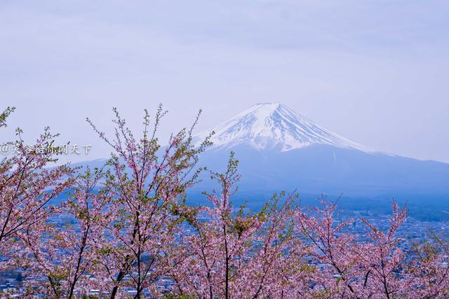 一生必看一次的富士山，竟是借來的，網友：太意外 寵物 第1張