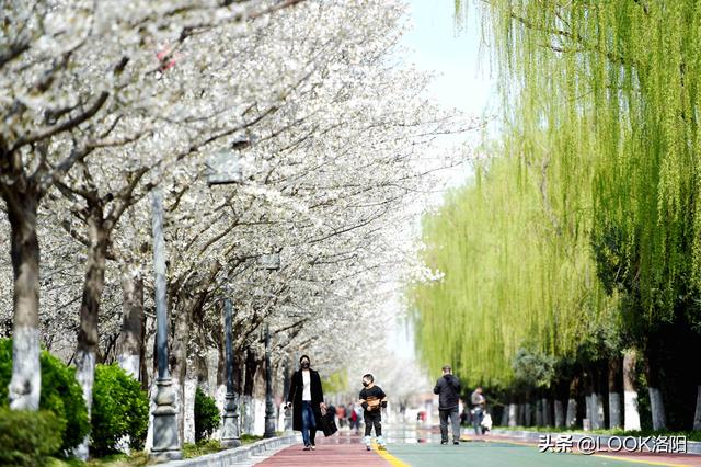 洛阳市天气晴好,在洛浦公园南岸(洛阳桥至牡丹桥段),公园内的樱花大