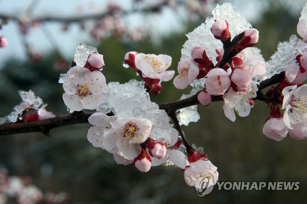 韩国江原道阳春三月梅雪争春