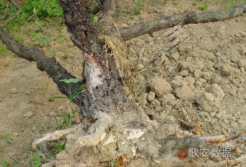 桃树根朽病—病树枯死