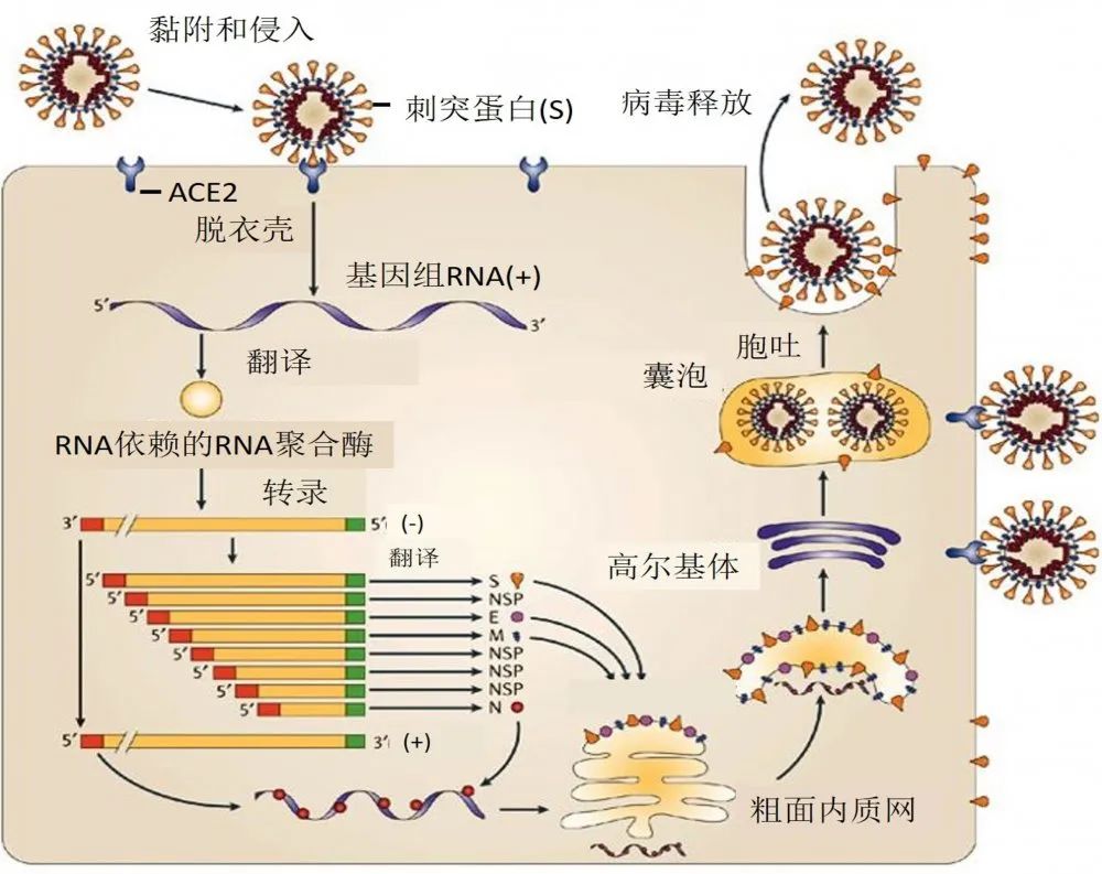 第一道:皮肤,粘膜,可以阻挡病毒,如果第一道防线被攻破,还有溶