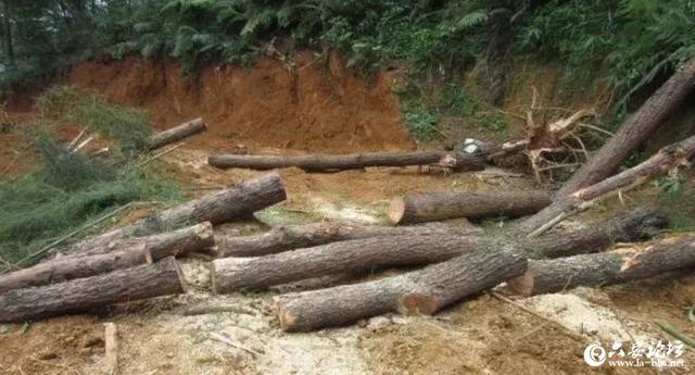 滥伐林木罪！霍山这三人被判刑、罚款