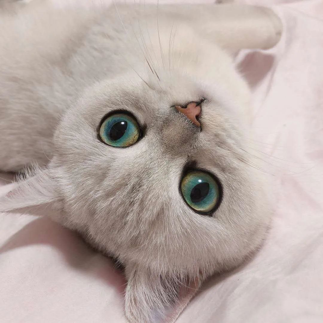 猫咪和主人长得越来越像 ed3cb8ef69cc4a7e9d2f4d278413c45c.jpeg