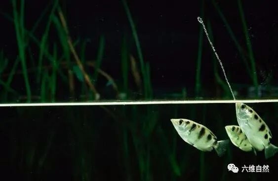 太平洋有種以水柱為武器的魚，噴出水柱2米多遠，專捕食水面昆蟲 寵物 第2張