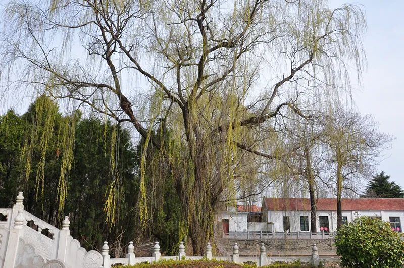 远山含笑简谱_儿歌简谱