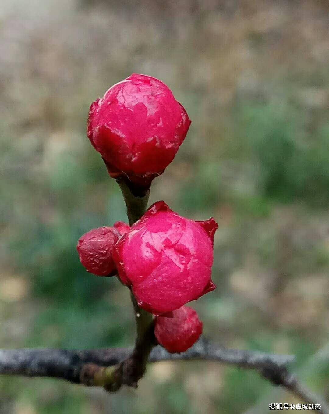 原创细雨中我打伞去寻找春天的模样