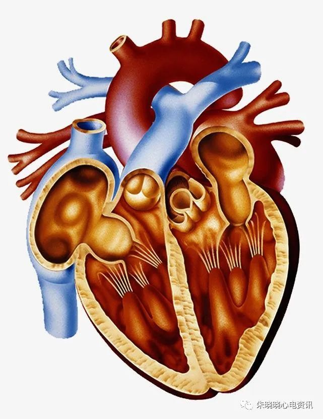 你了解心脏吗?(视频演示)