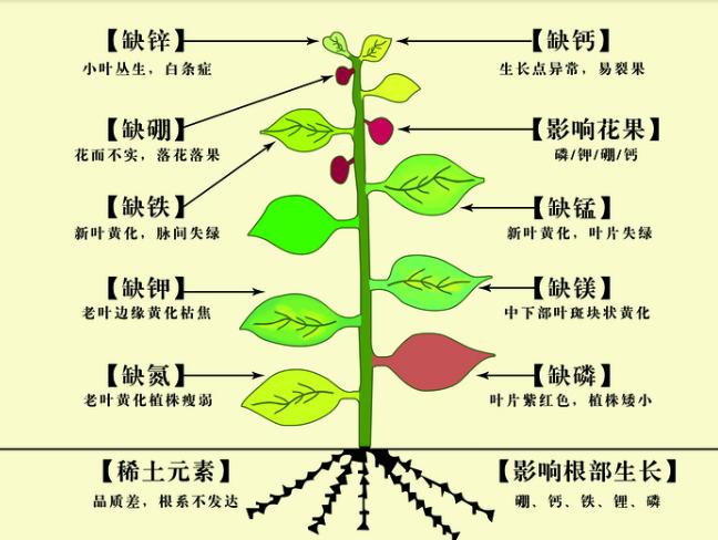 微量元素对作物的作用_植物