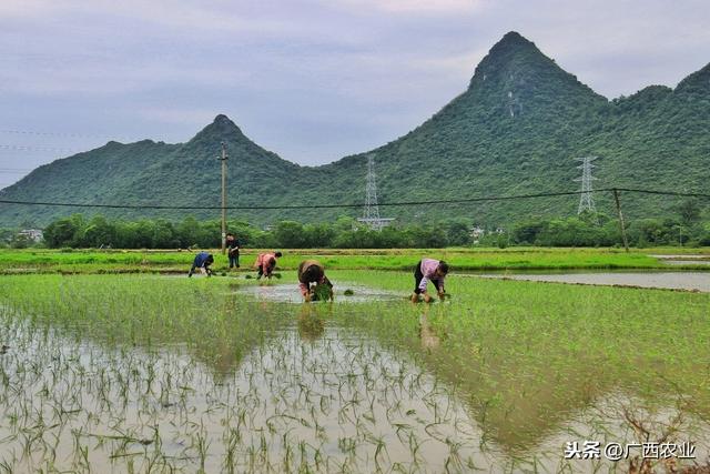 人民日报:广西博白抢抓农时 运苗插秧