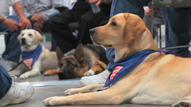 訓練導盲犬缺人手，有人找來一群犯人幫忙，不是開玩笑的吧 寵物 第7張