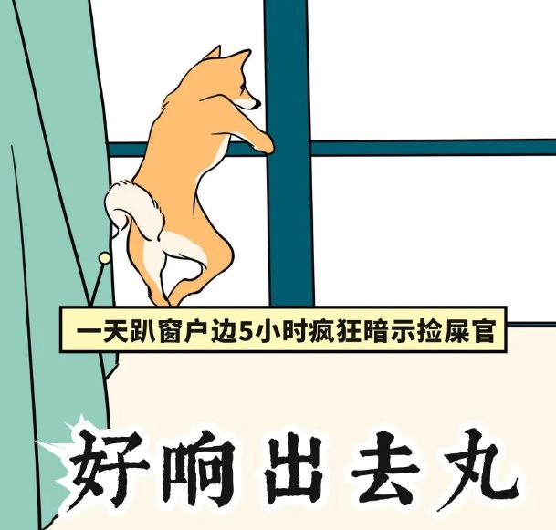 在家这些天我和我家的狗一起疯了