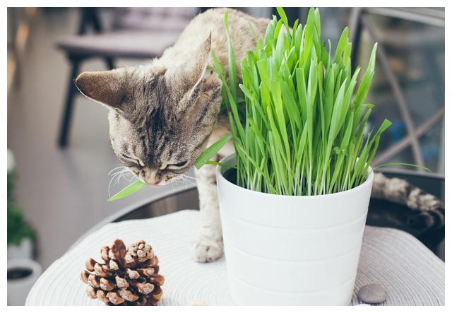 猫草的作用一直被低估宁肯没有猫粮也不能没有猫草主人必备