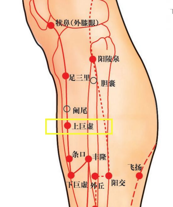 【灵兰风曲—足阳明胃经上巨虚(大肠下合穴)
